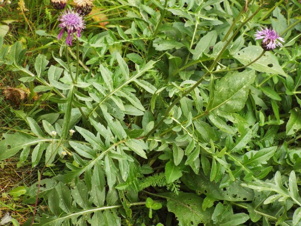 E'' una Centaurea?  S, Centaurea scabiosa