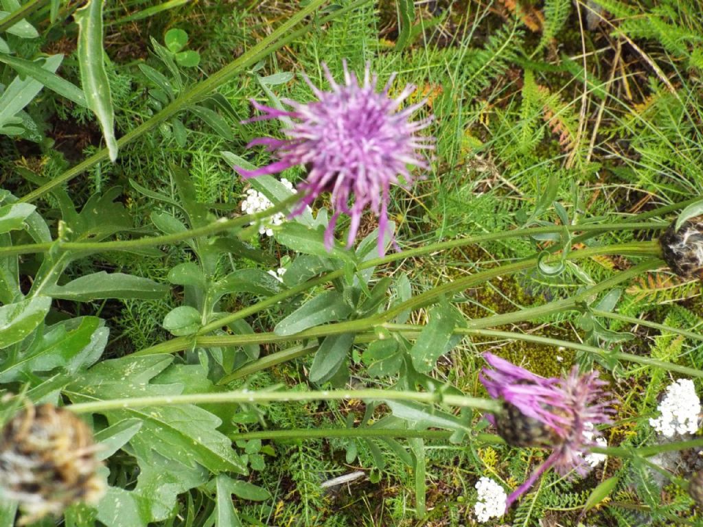 E'' una Centaurea?  S, Centaurea scabiosa