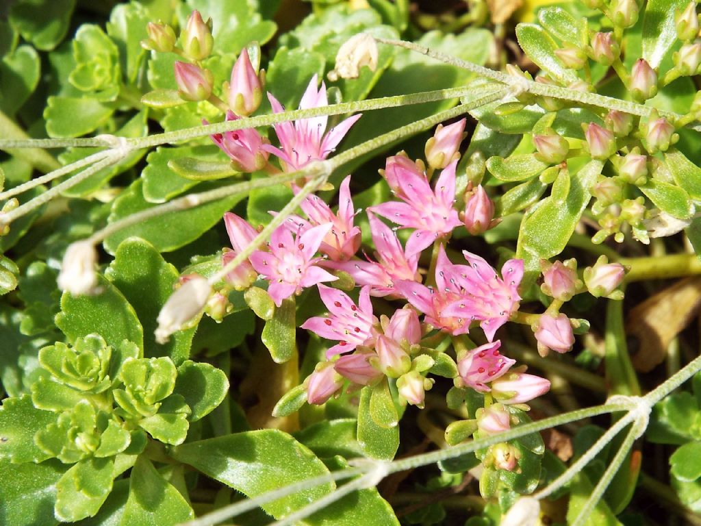 Sedum spurium (Crassulaceae) o sua cv.