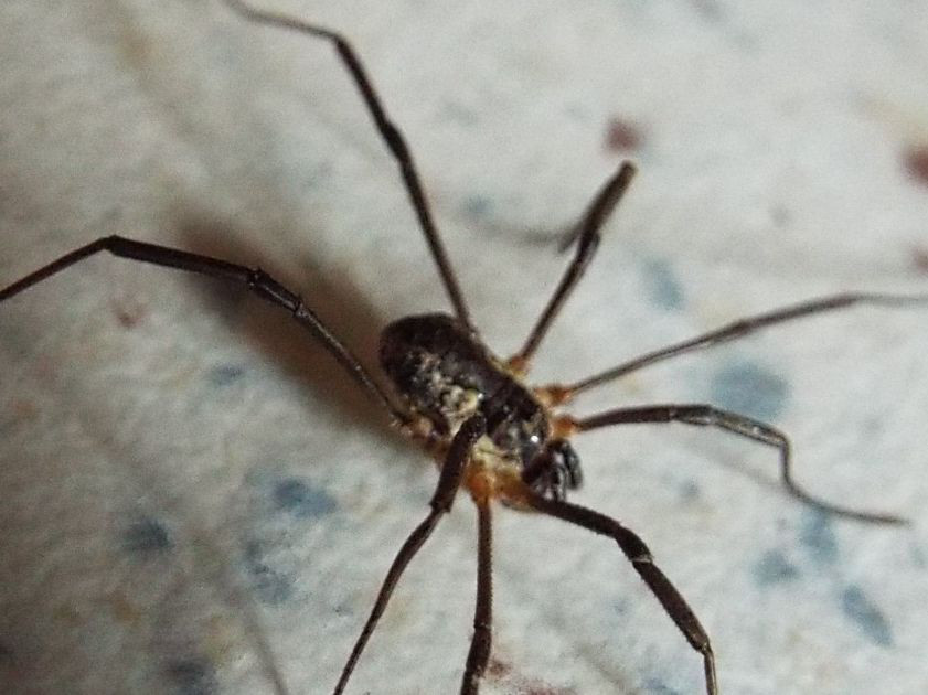 Phalangiidae:  Mitopus morio, maschio