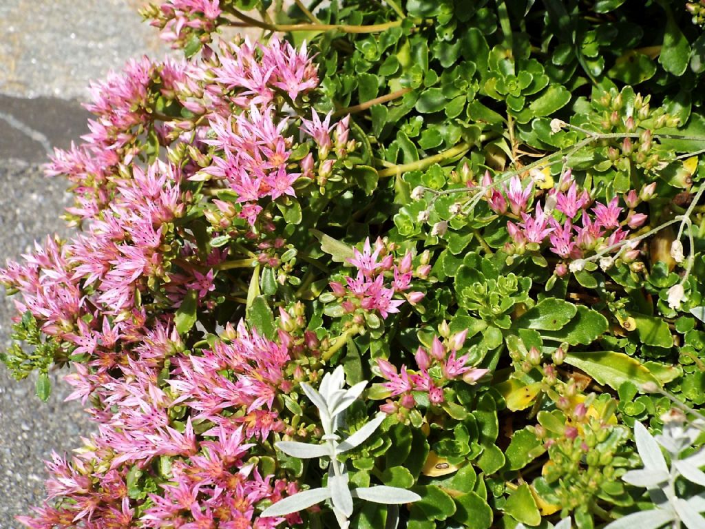 Sedum spurium (Crassulaceae) o sua cv.