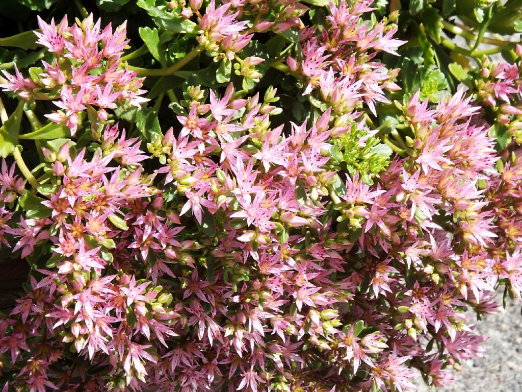 Sedum spurium (Crassulaceae) o sua cv.