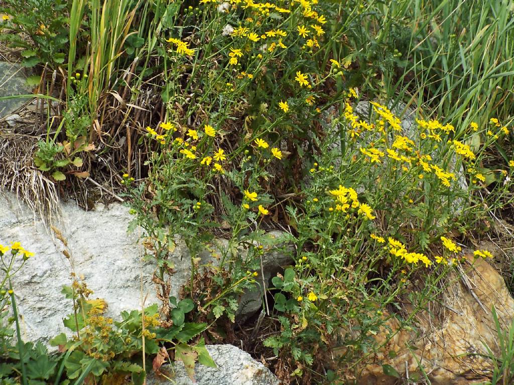 Senecio rupestris  (Asteraceae)
