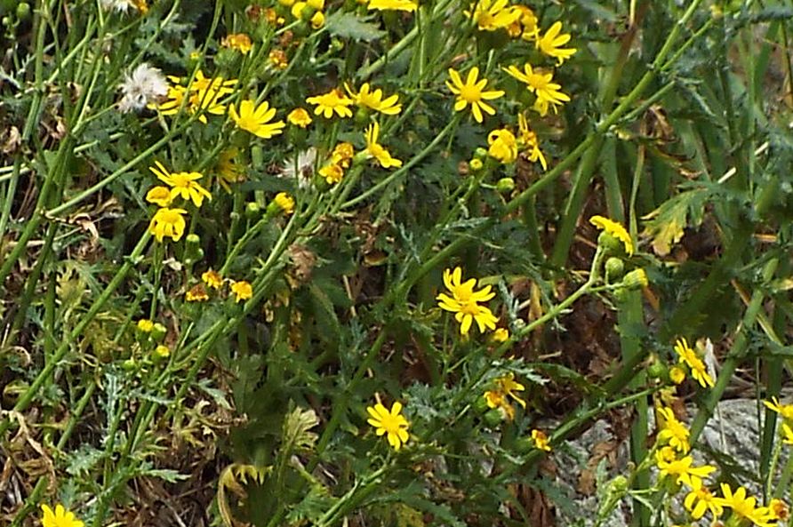 Senecio rupestris  (Asteraceae)