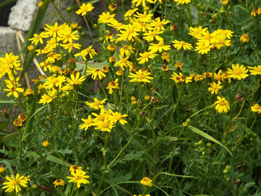 Senecio rupestris  (Asteraceae)