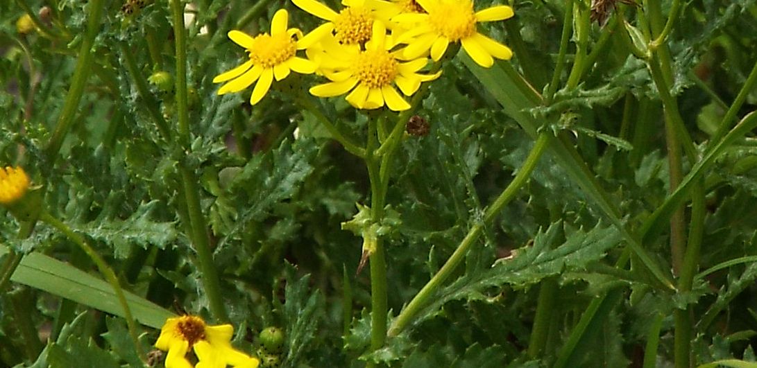 Senecio rupestris  (Asteraceae)