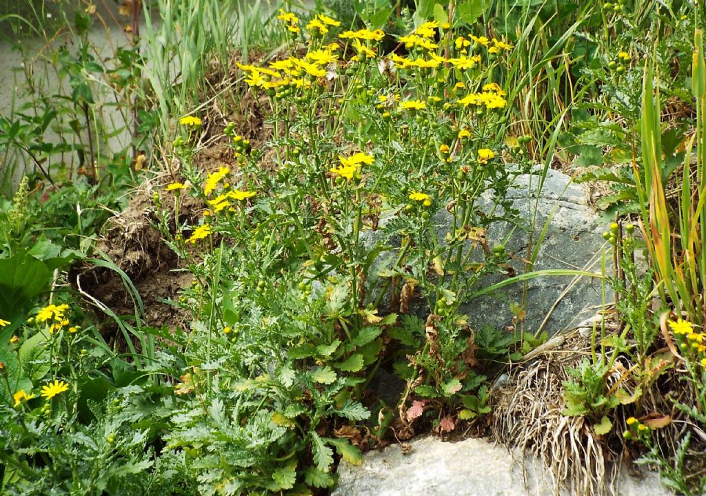 Senecio rupestris  (Asteraceae)