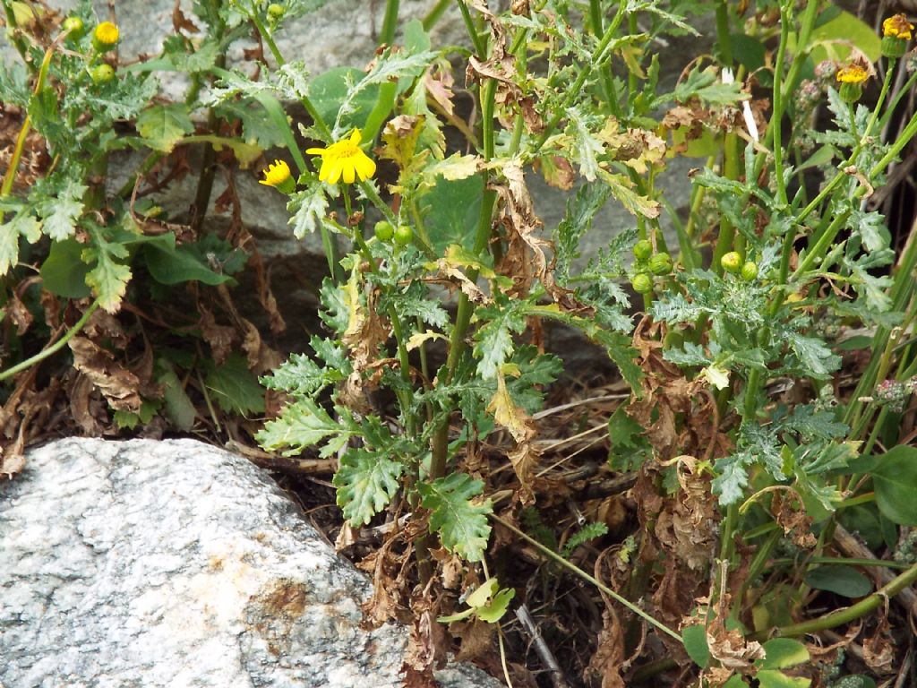 Senecio rupestris  (Asteraceae)