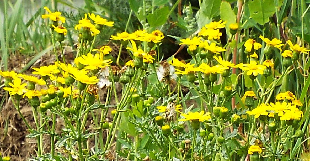 Senecio rupestris  (Asteraceae)