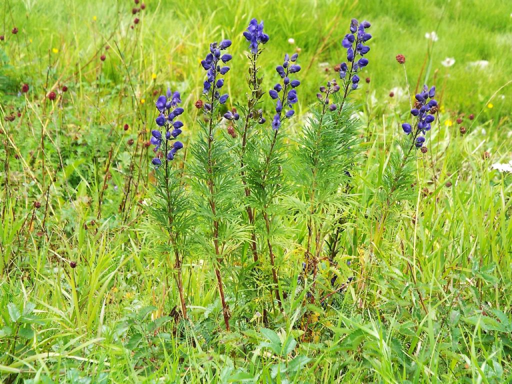 Aconitum napellus ( e cfr, Aconitum variegatum ?) - Ranunculaceae