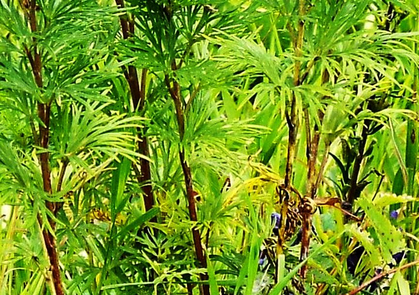 Aconitum napellus ( e cfr, Aconitum variegatum ?) - Ranunculaceae