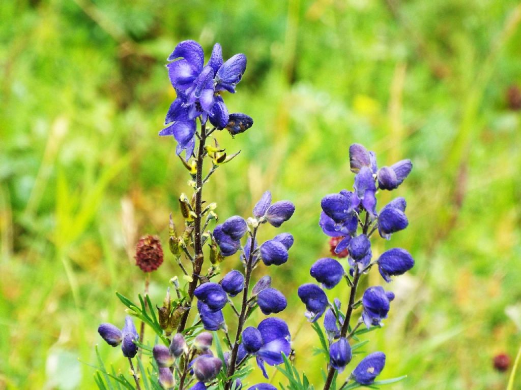Aconitum napellus ( e cfr, Aconitum variegatum ?) - Ranunculaceae