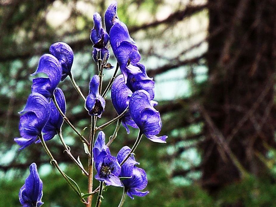 Aconitum napellus ( e cfr, Aconitum variegatum ?) - Ranunculaceae