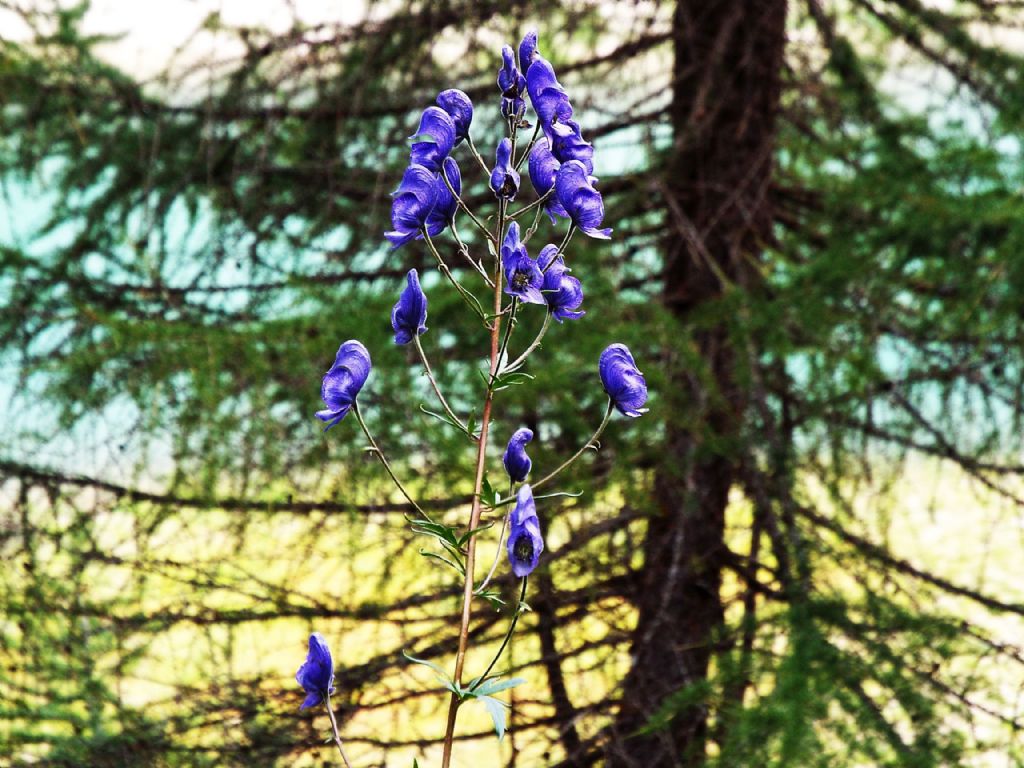 Aconitum napellus ( e cfr, Aconitum variegatum ?) - Ranunculaceae