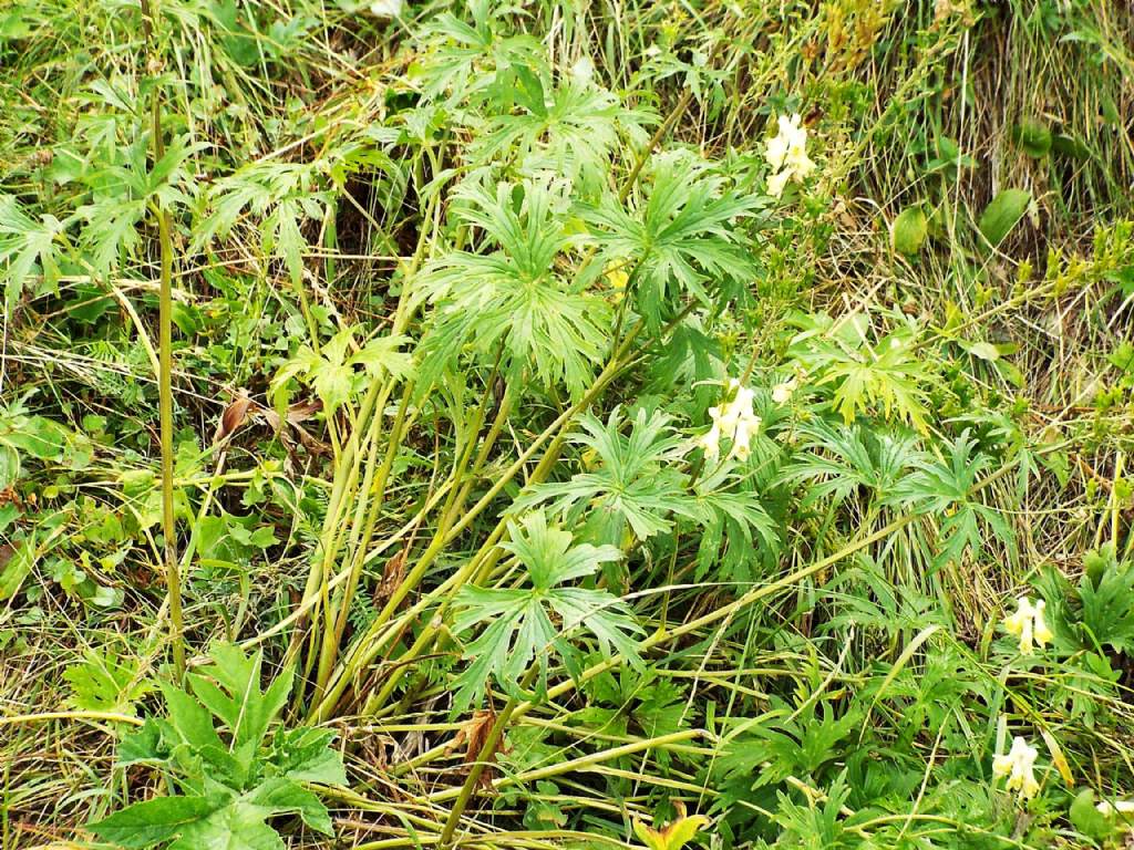 Aconitum lycoctonum (Ranunculaceae)