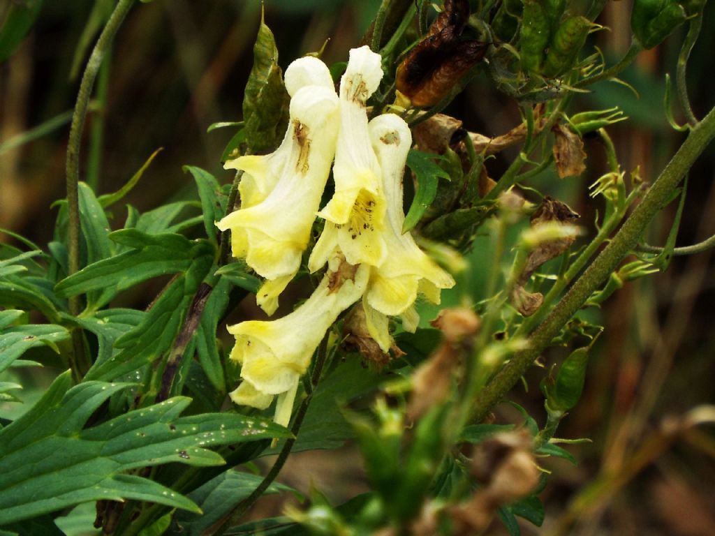 Aconitum lycoctonum (Ranunculaceae)