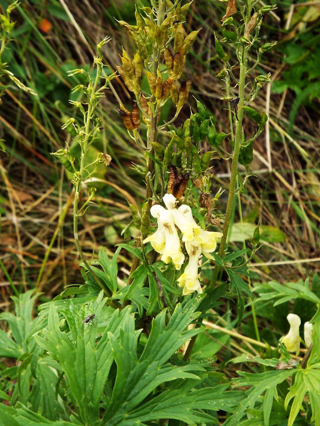 Aconitum lycoctonum (Ranunculaceae)