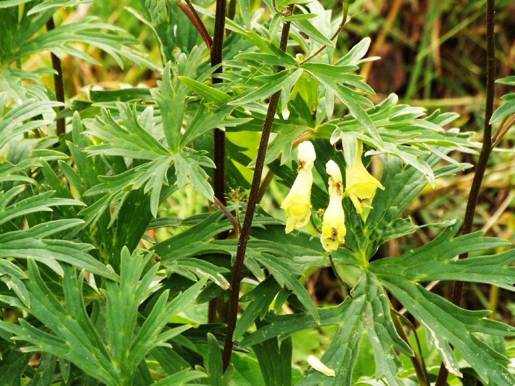 Aconitum lycoctonum (Ranunculaceae)