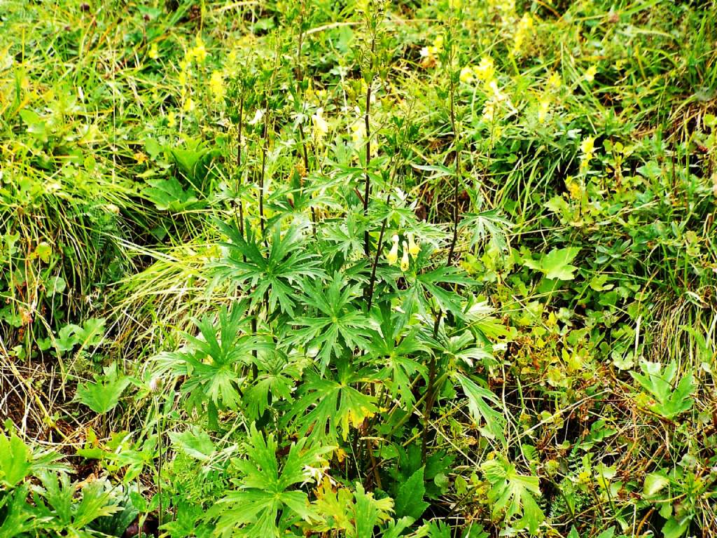 Aconitum lycoctonum (Ranunculaceae)