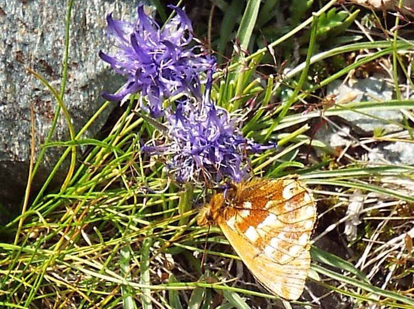 Boloria sp. (B. pales  opp. B.  napaea), femmina  (Nymphalidae)