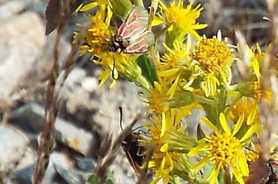 Zygaena exulans