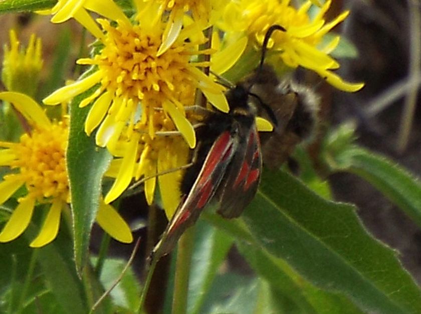 Zygaena exulans