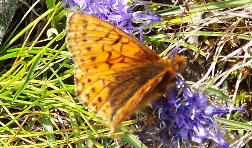 Boloria sp. (B. pales  opp. B.  napaea), femmina  (Nymphalidae)