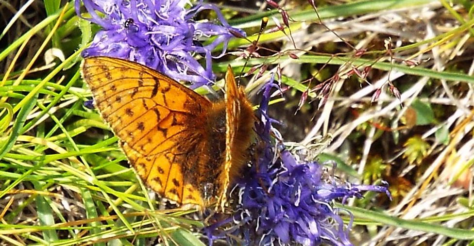 Boloria sp. (B. pales  opp. B.  napaea), femmina  (Nymphalidae)