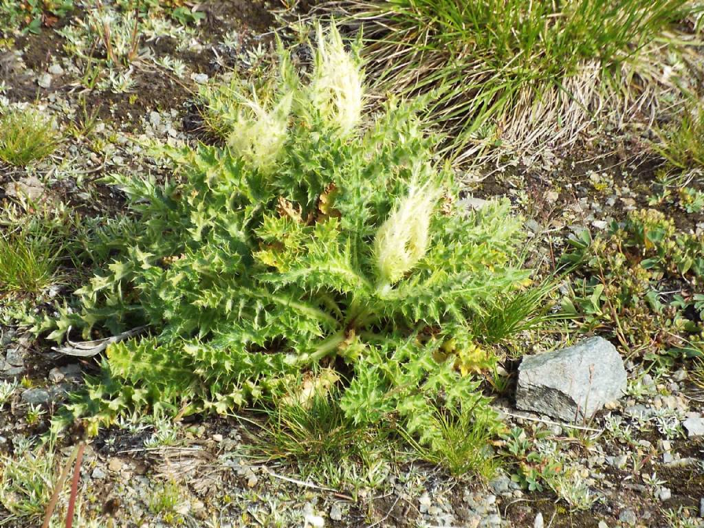 Cirsium spinosissimum (Asteraceae)
