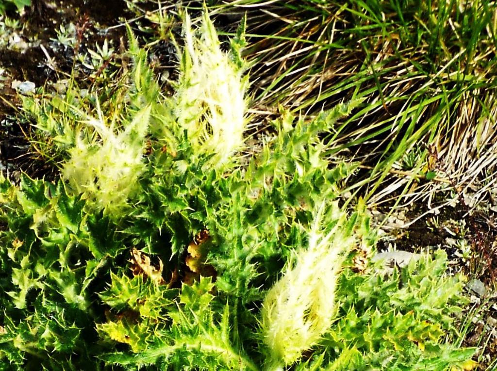 Cirsium spinosissimum (Asteraceae)