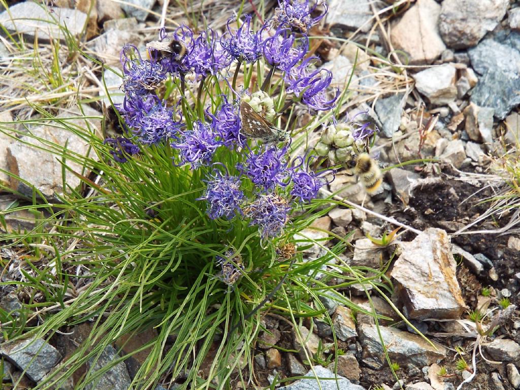 Phyteuma scheuchzeri ?  No,  Phyteuma hedraianthifolium (Campanulaceae)