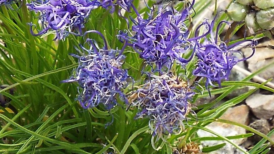 Phyteuma scheuchzeri ?  No,  Phyteuma hedraianthifolium (Campanulaceae)