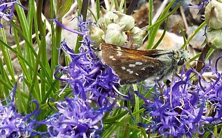 Hesperia comma (Hesperiidae)