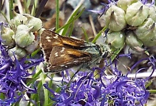 Hesperia comma (Hesperiidae)
