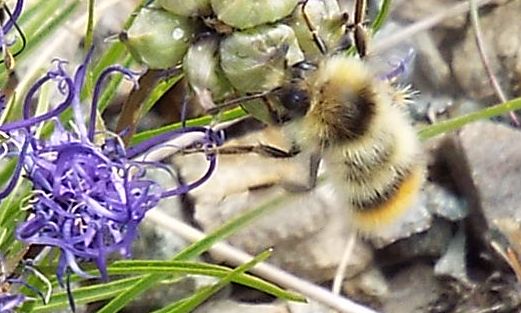 Bombus pyrenaeus tenuifasciatus maschio, e (forse...) femmina