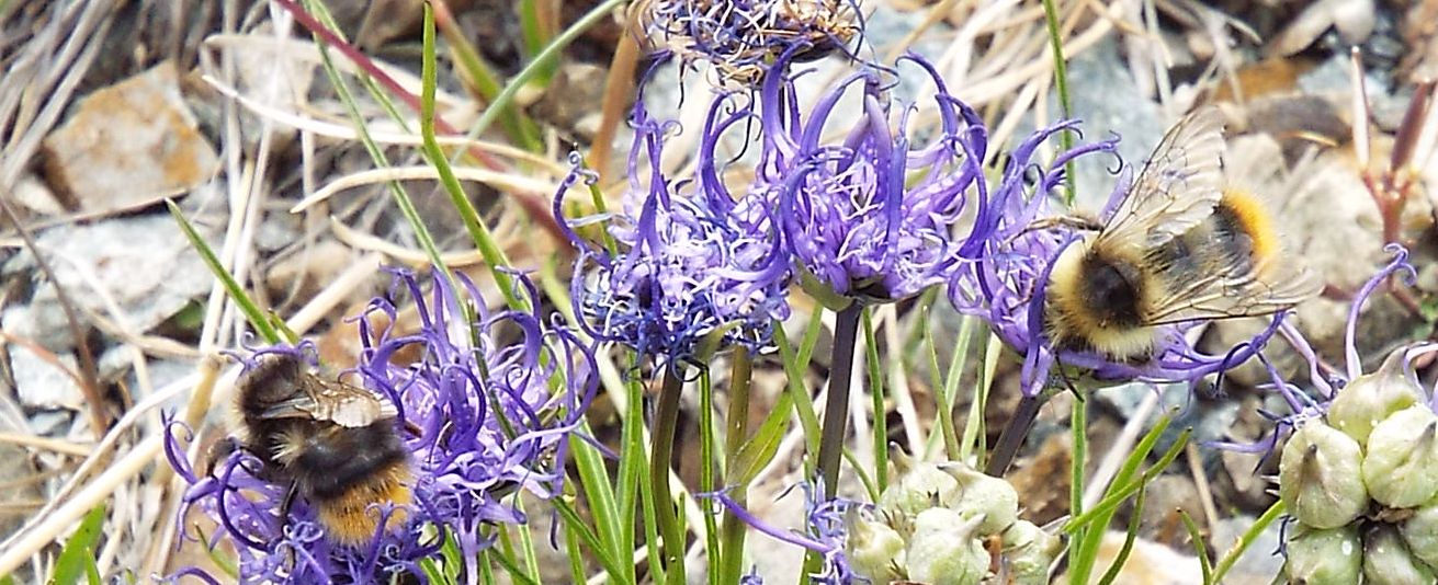 Bombus pyrenaeus tenuifasciatus maschio, e (forse...) femmina