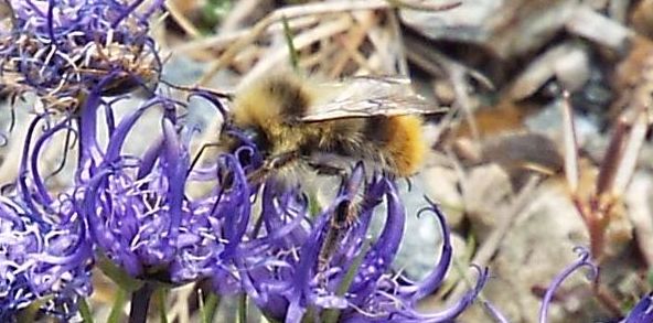 Bombus pyrenaeus tenuifasciatus maschio, e (forse...) femmina