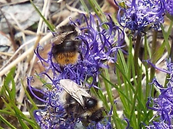 Bombus pyrenaeus tenuifasciatus maschio, e (forse...) femmina