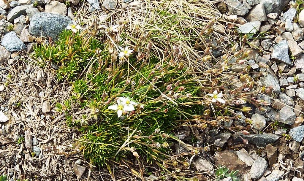 Minuartia recurva  (Caryophyllaceae)