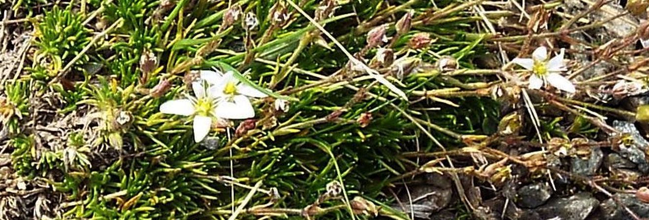 Minuartia recurva  (Caryophyllaceae)