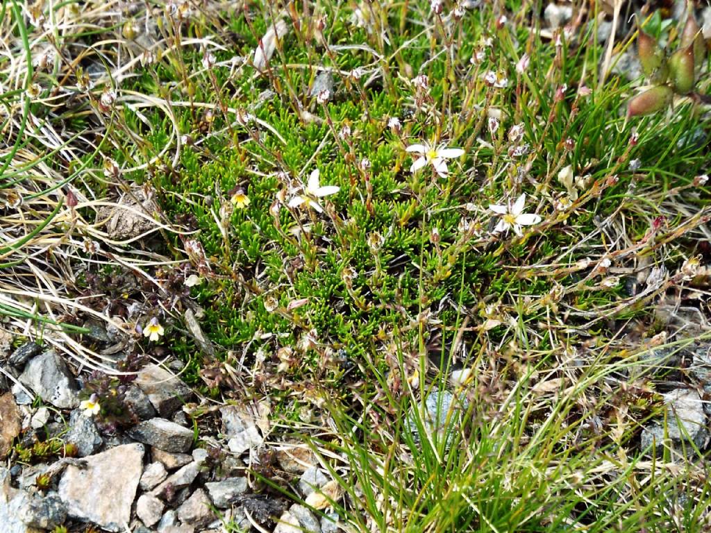 Minuartia recurva  (Caryophyllaceae)