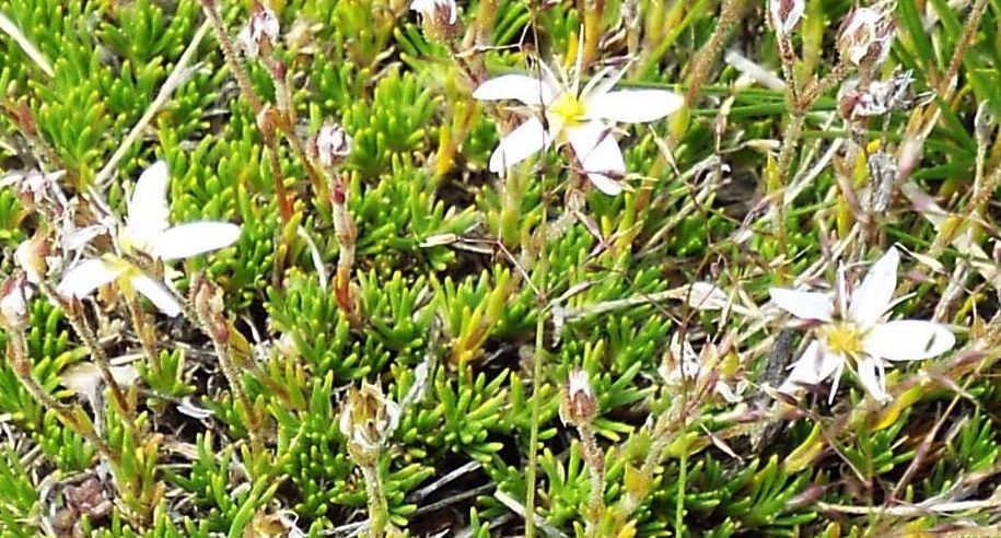 Minuartia recurva  (Caryophyllaceae)