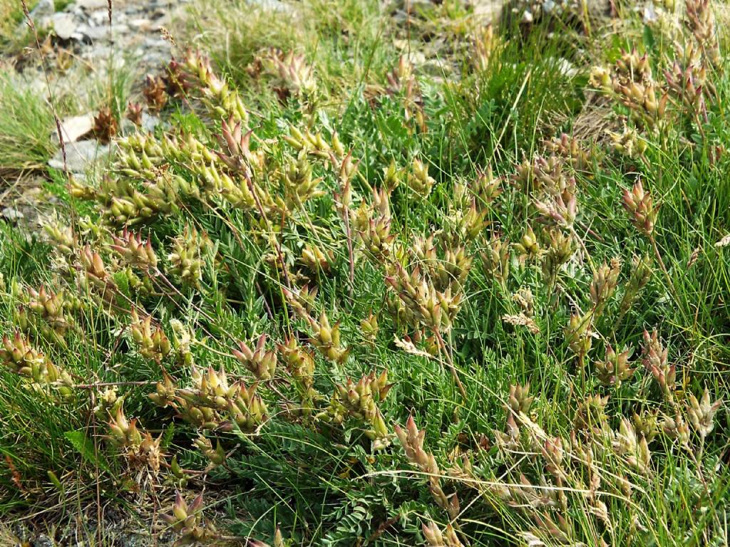 Oxytropis sp. (Fabaceae)