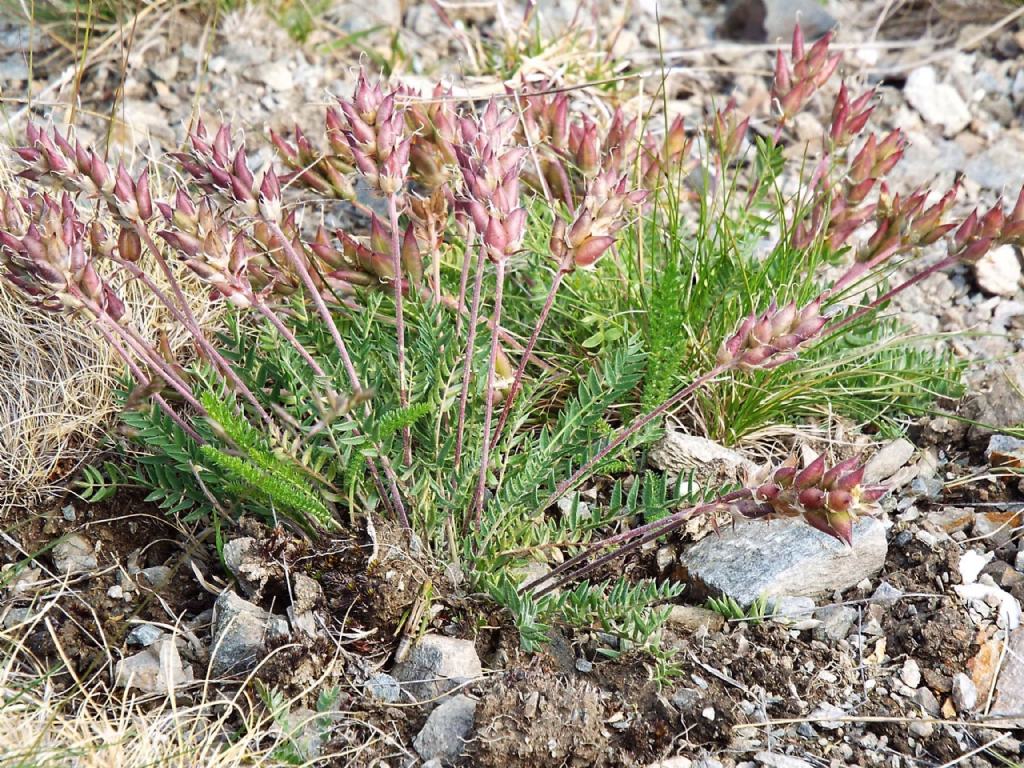 Oxytropis sp. (Fabaceae)