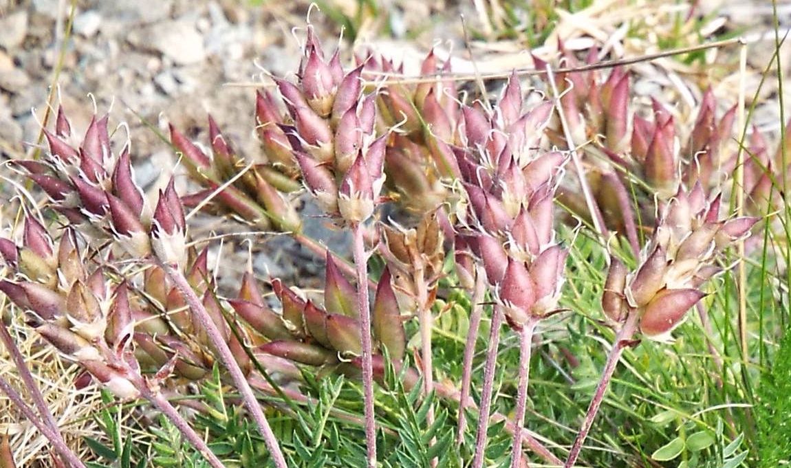 Oxytropis sp. (Fabaceae)
