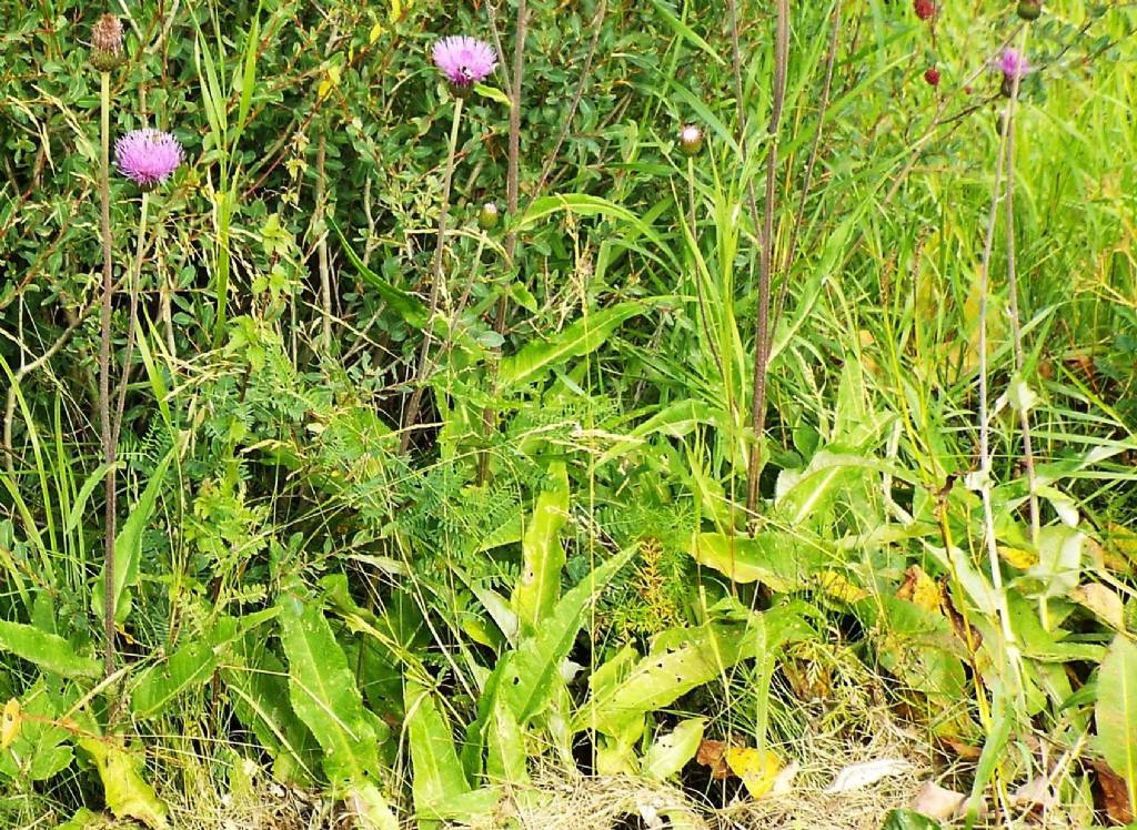 Centaurea?   No, Cirsium heterophyllum