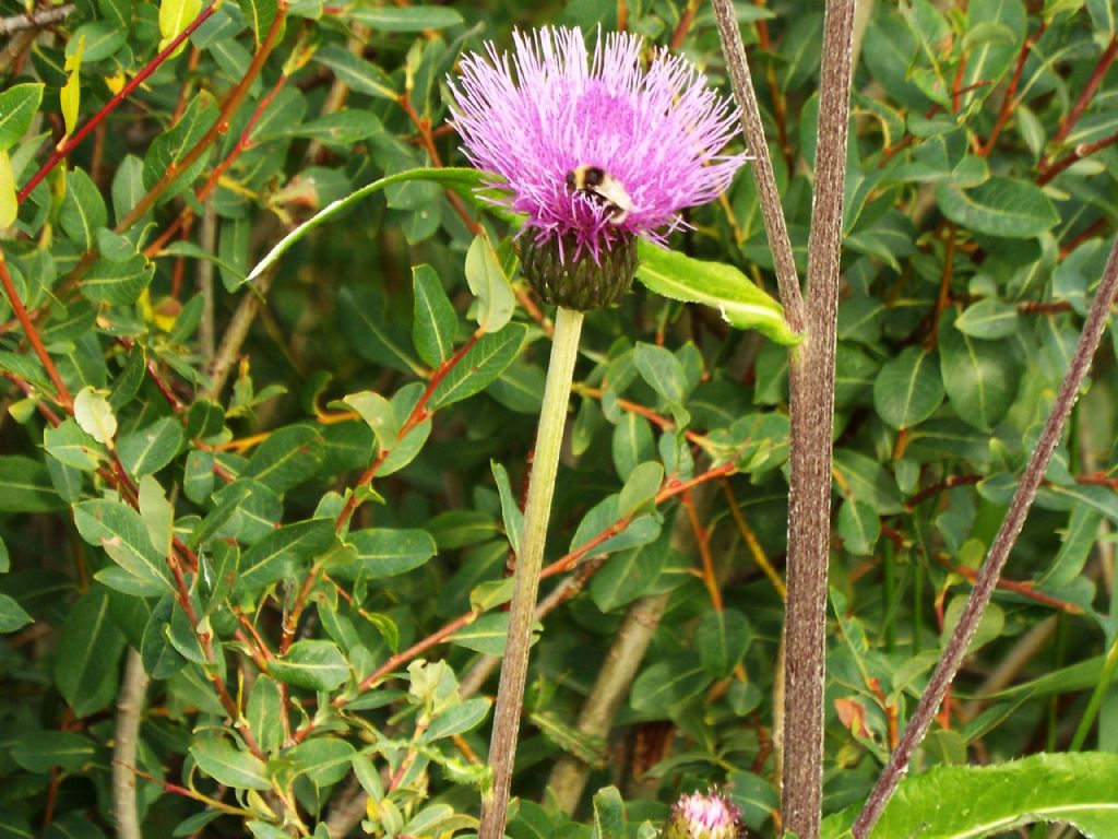 Centaurea?   No, Cirsium heterophyllum