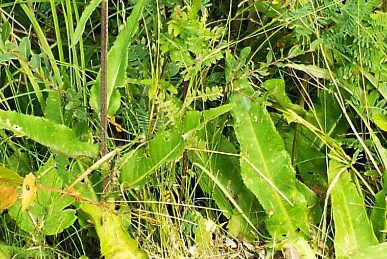Centaurea?   No, Cirsium heterophyllum