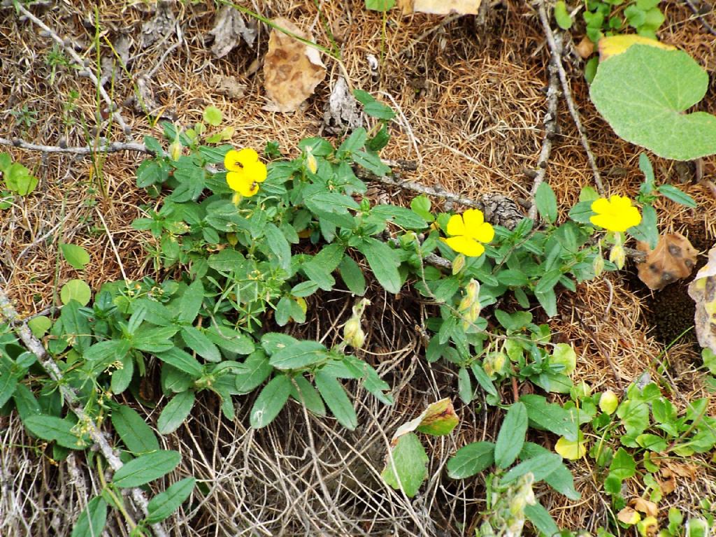 Helianthemum sp.  (Cistaceae)