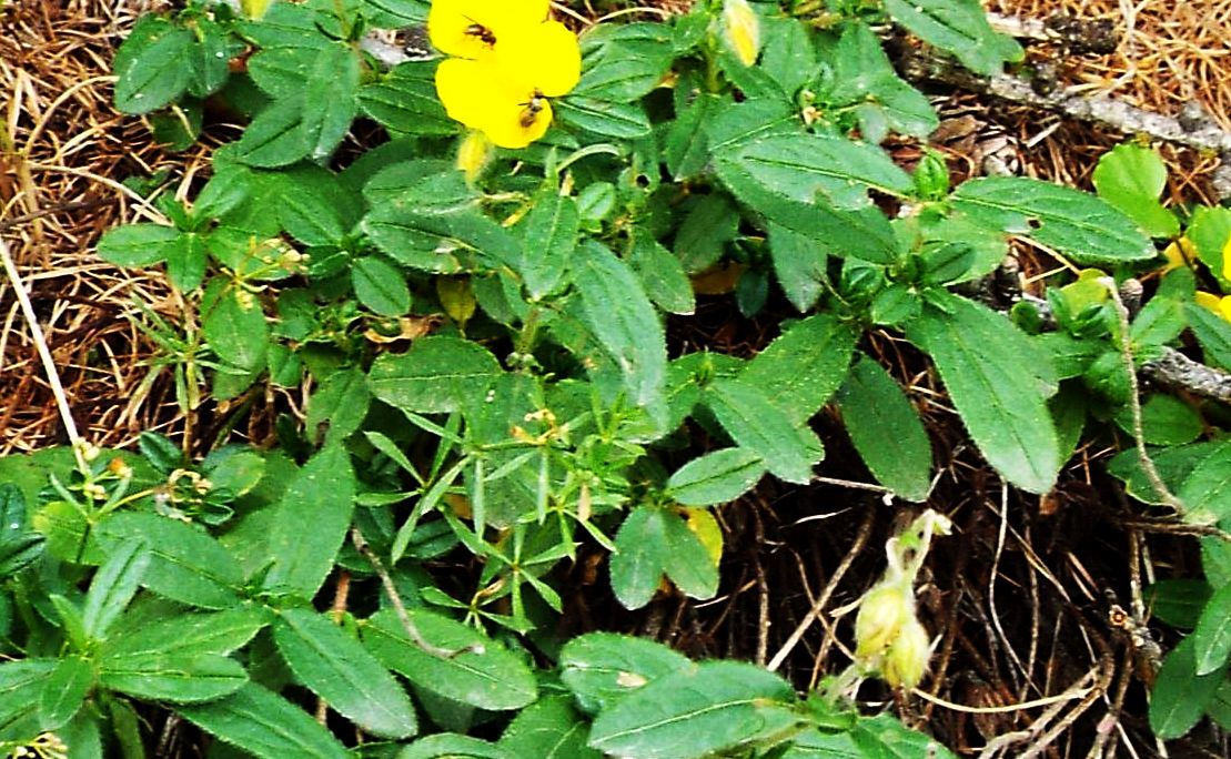 Helianthemum sp.  (Cistaceae)